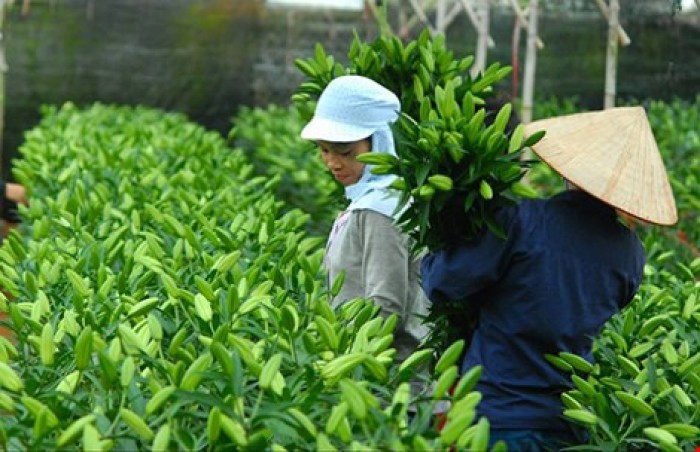 Lâm Đồng đã chuẩn bị đủ hoa tươi cho Tết Nguyên đán 2017